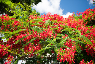 Beautiful Flowering Tree in Basseterre