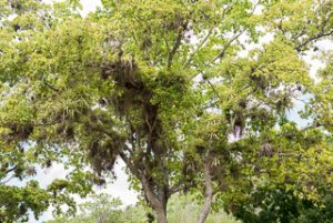 Air Plants Growing In Tree At Megan's Bay