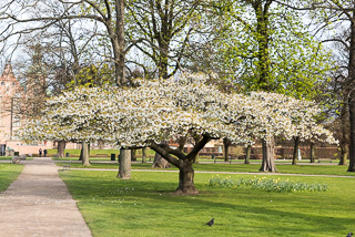 Park Around Rosenborg Castle