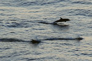 A Pod of Dolphins Follows The Ship