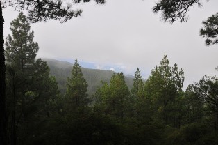 Pine Forests in the Clouds