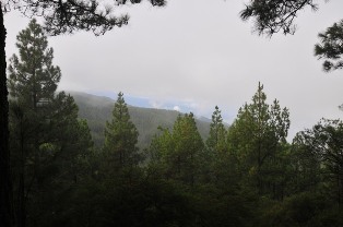 Tenerife Pine Forests in the Clouds