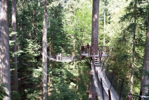 Tree Top Walkway - The Capilano Suspension Bridge Park