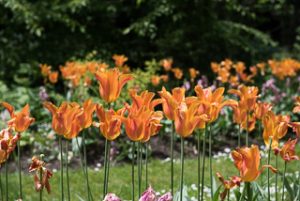 Flowers in Stanley Park