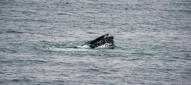 Fournier Bay – February 11, 2023 Fournier Bay – February 11, 2023
