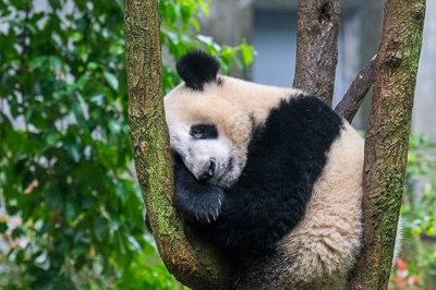 Chengdu and Pandas – Onward to Tibet